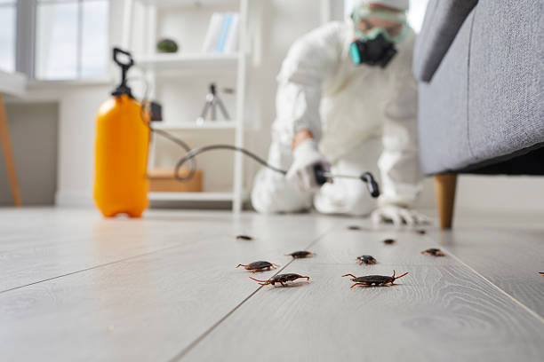 Commercial Rodent Management in Park City